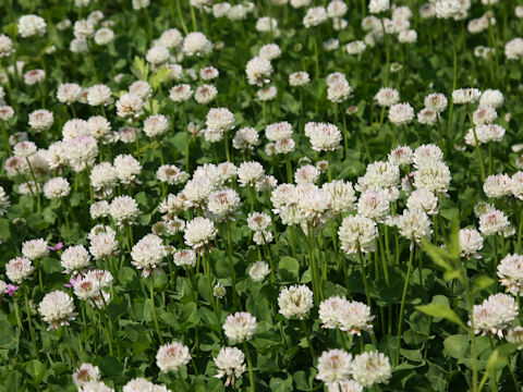 Trifolium repens