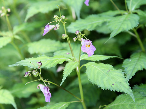 Impatiens textori f. pallescens