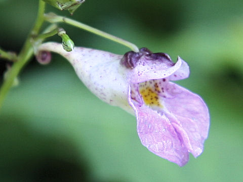 Impatiens textori f. pallescens