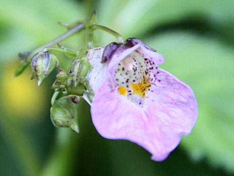 Impatiens textori f. pallescens