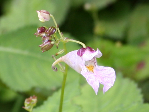 Impatiens textori f. pallescens