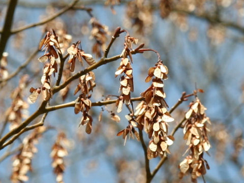 Acer insulare