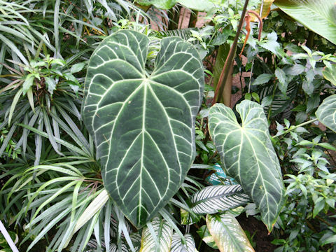 Anthurium crystallium