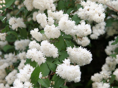 Deutzia crenata f. candidissima