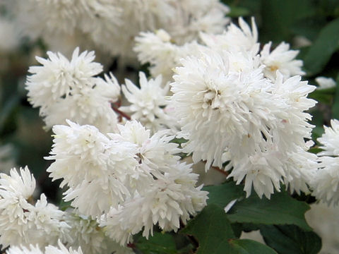 Deutzia crenata f. candidissima