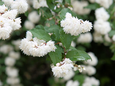 Deutzia crenata f. candidissima