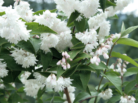 Deutzia crenata f. candidissima