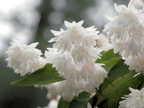 Deutzia crenata f. candidissima