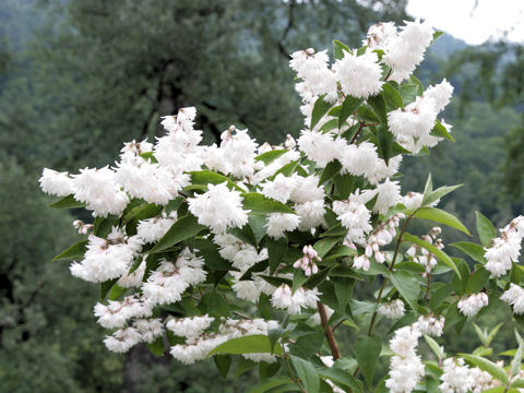 Deutzia crenata f. candidissima