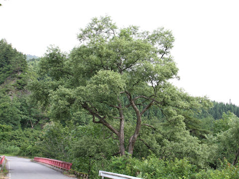 Salix jessoensis