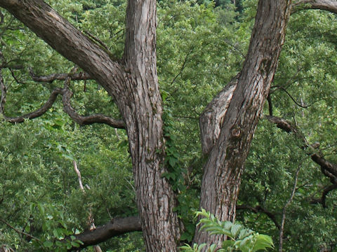 Salix jessoensis