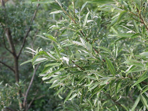 Salix jessoensis