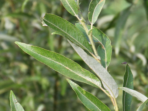 Salix jessoensis
