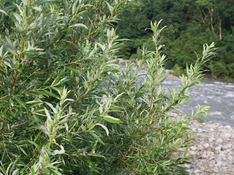 Salix jessoensis