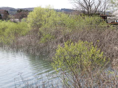 Salix jessoensis