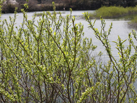 Salix jessoensis