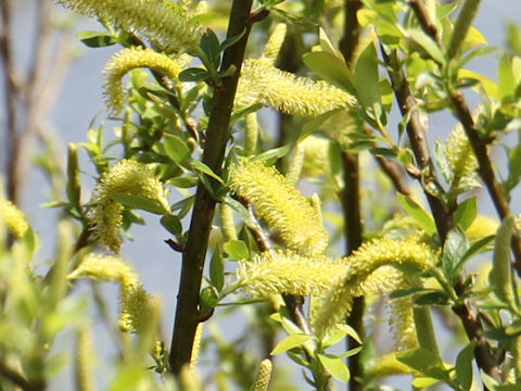 Salix jessoensis