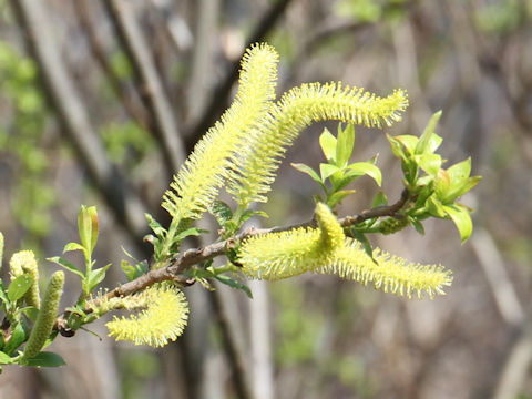 Salix jessoensis