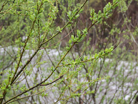 Salix jessoensis