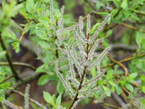 Salix jessoensis