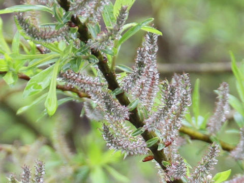 Salix jessoensis