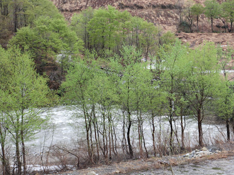 Salix jessoensis