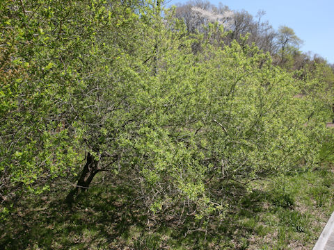 Salix jessoensis