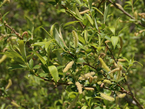 Salix jessoensis