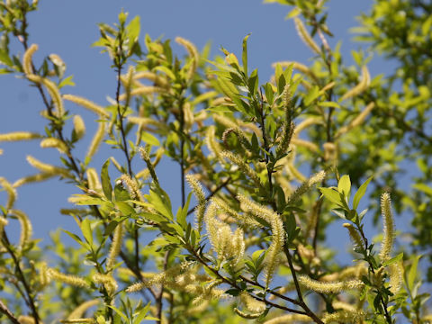 Salix jessoensis