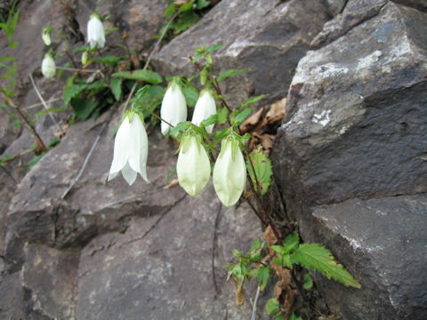 Campanula punctata var. hondoensis f. albiflora