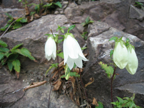 Campanula punctata var. hondoensis f. albiflora