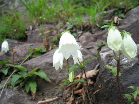 Campanula punctata var. hondoensis f. albiflora