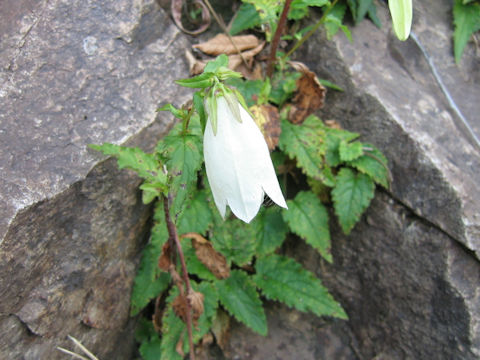 Campanula punctata var. hondoensis f. albiflora