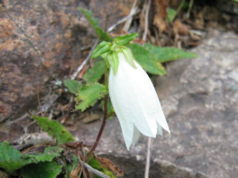 Campanula punctata var. hondoensis f. albiflora