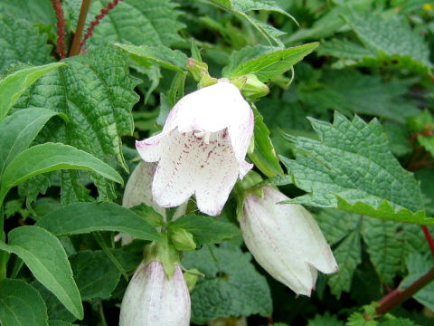 Campanula punctata var. hondoensis f. albiflora