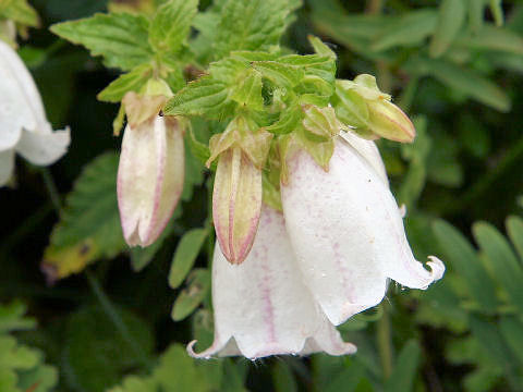 Campanula punctata var. hondoensis f. albiflora