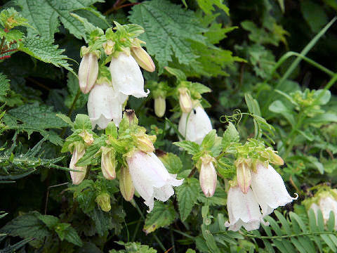 Campanula punctata var. hondoensis f. albiflora