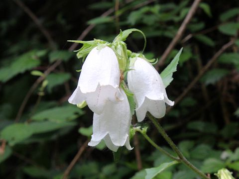 Campanula punctata var. hondoensis f. albiflora