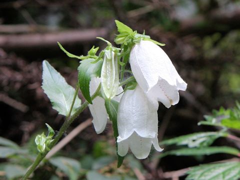 Campanula punctata var. hondoensis f. albiflora