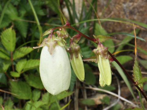 Campanula punctata var. hondoensis f. albiflora