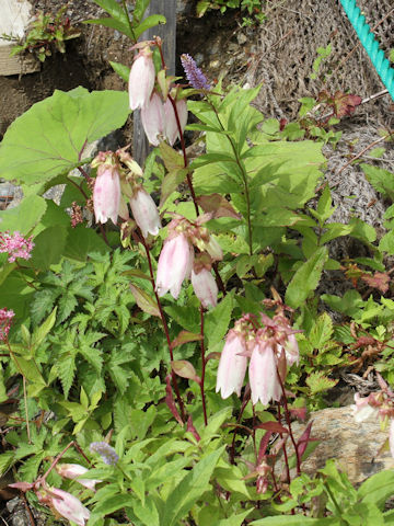 Campanula punctata var. hondoensis f. albiflora