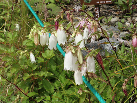 Campanula punctata var. hondoensis f. albiflora