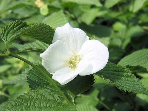 Rhodotypos scandens