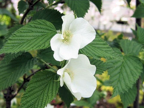 Rhodotypos scandens