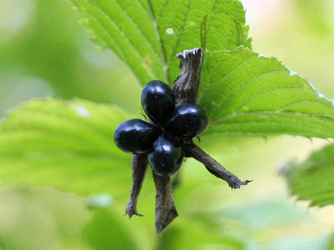 Rhodotypos scandens