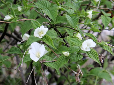 Rhodotypos scandens