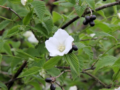 Rhodotypos scandens