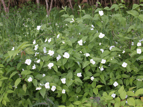 Rhodotypos scandens