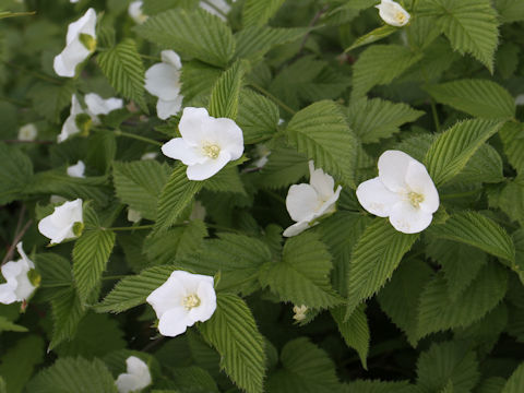 Rhodotypos scandens