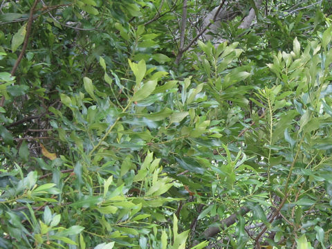 Myrica cerifera